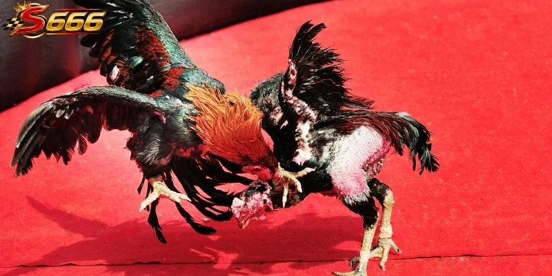 Khái quát đá gà đòn cùng những điểm đặc trưng